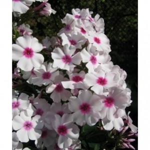 Флокс Phlox Надежда Павлова